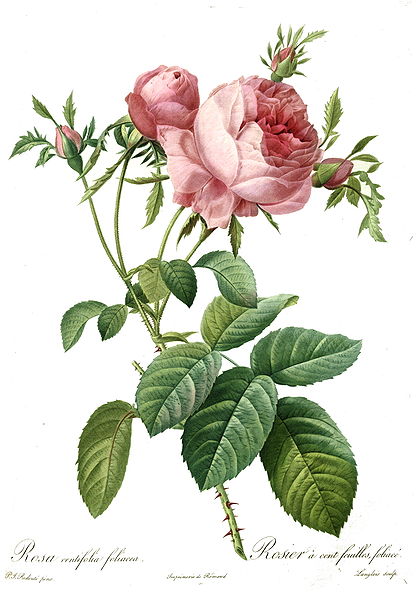 Redouté. Rosa centifolia.